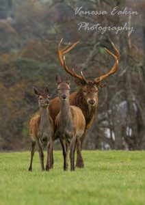 Red deer stag with a hind and calf.